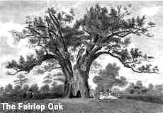 Fairlop Oak